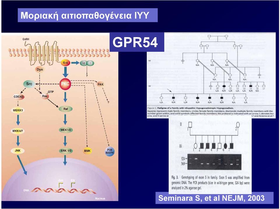 ΙΥΥ GPR54