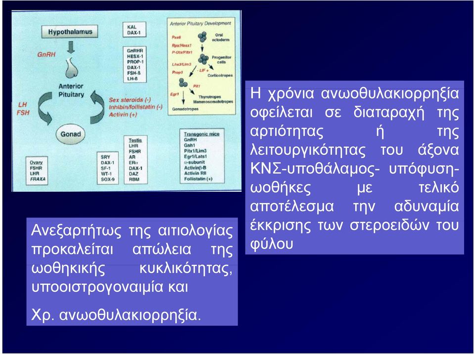 Η χρόνια ανωοθυλακιορρηξία οφείλεται σε διαταραχή της αρτιότητας ή της