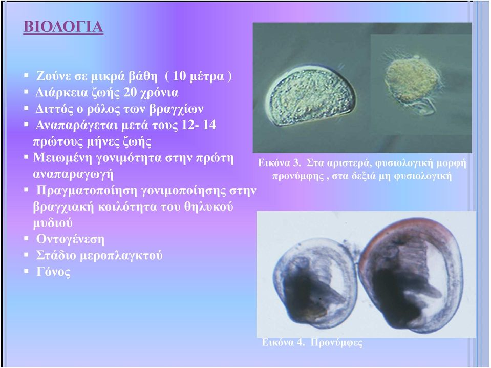 Στα αριστερά, φυσιολογική µορφή αναπαραγωγή προνύµφης, στα δεξιά µη φυσιολογική Πραγµατοποίηση