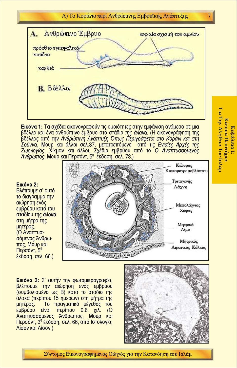 Σχέδιο εμβρύου από το Ο Αναπτυσσόμενος Άνθρωπος, Μουρ και Περσόντ, 5 η έκδοση, σελ. 73.