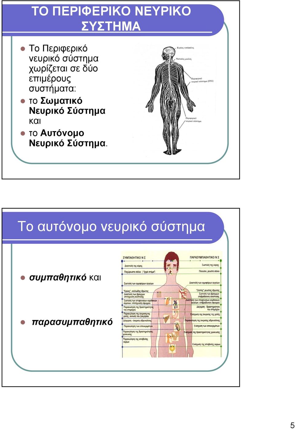 Σωµατικό Νευρικό Σύστηµα και το Αυτόνοµο Νευρικό