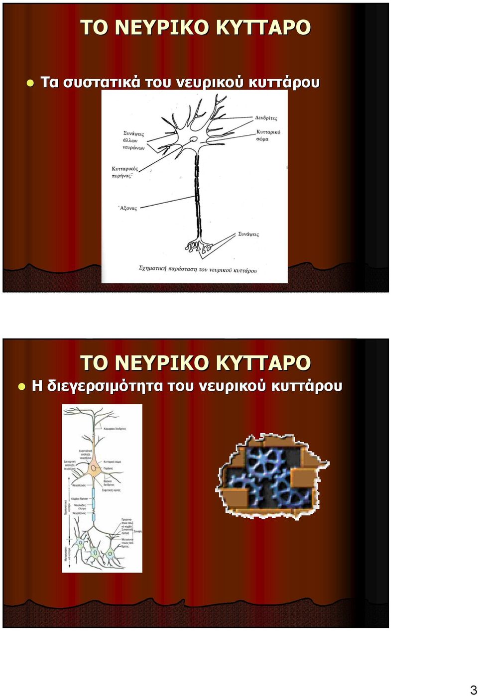 κυττάρου ΤΟ ΝΕΥΡΙΚΟ ΚΥΤΤΑΡΟ