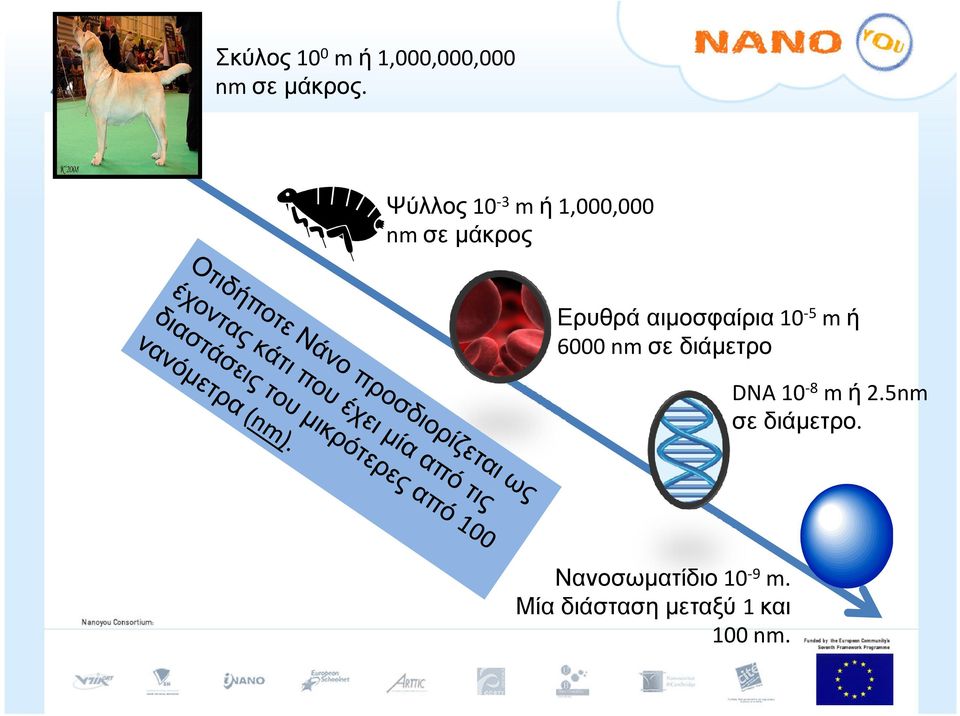 αιµοσφαίρια10-5 m ή 6000 nm σε διάµετρο DNA 10-8 m