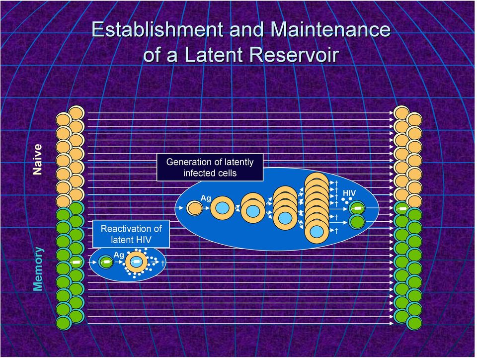of latently infected cells Ag HIV