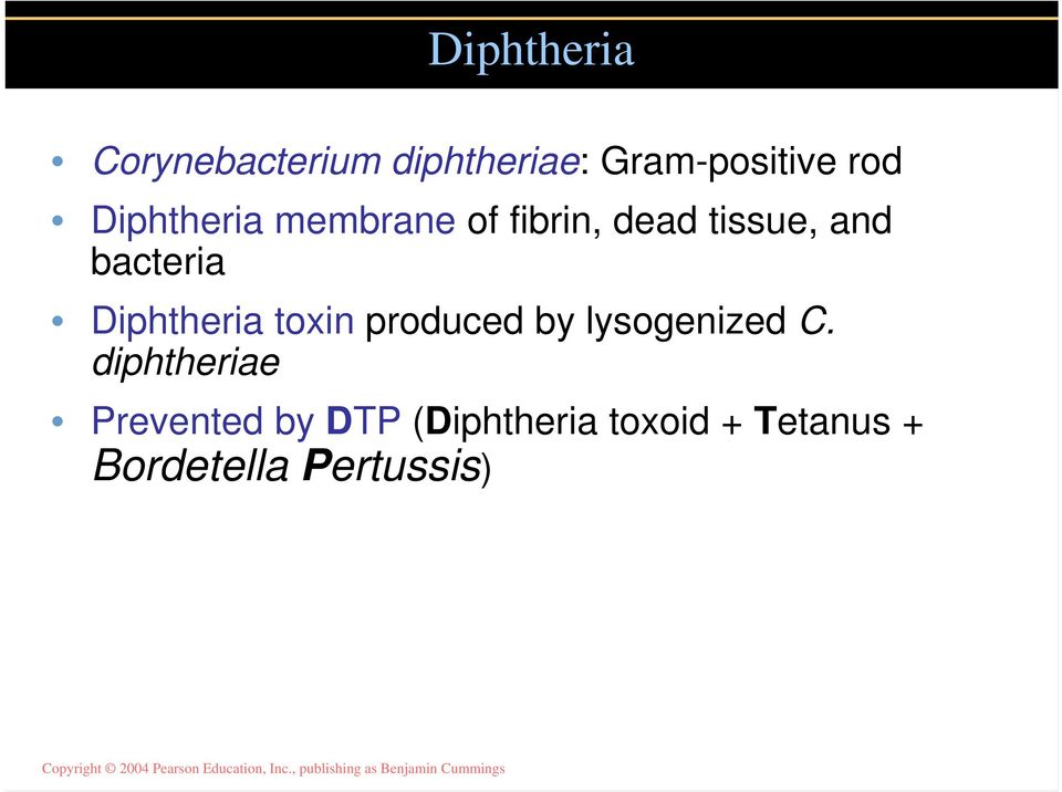 Diphtheria toxin produced by lysogenized C.