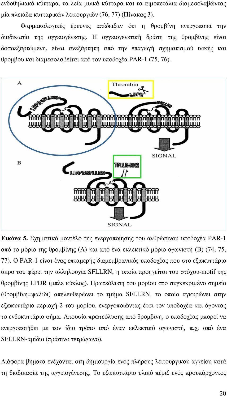 Η αγγειογενετική δράση της θροµβίνης είναι δοσοεξαρτώµενη, είναι ανεξάρτητη από την επαγωγή σχηµατισµού ινικής και θρόµβου και διαµεσολαβείται από τον υποδοχέα PAR-1 (75, 76). Εικόνα 5.