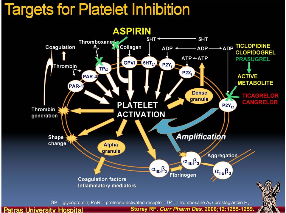 granule Coagulation factors Inflammatory mediators Amplification α IIb β 3 α IIb β 3 Fibrinogen Aggregation α IIb β 3 Patras University