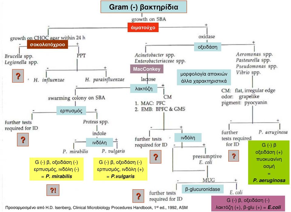 mirabilis?! ινδόλη G (-) β, οξειδάση (-) ερπυσμός, ινδόλη (+) = P.vulgaris Προσαρμοσμένο από H.D.