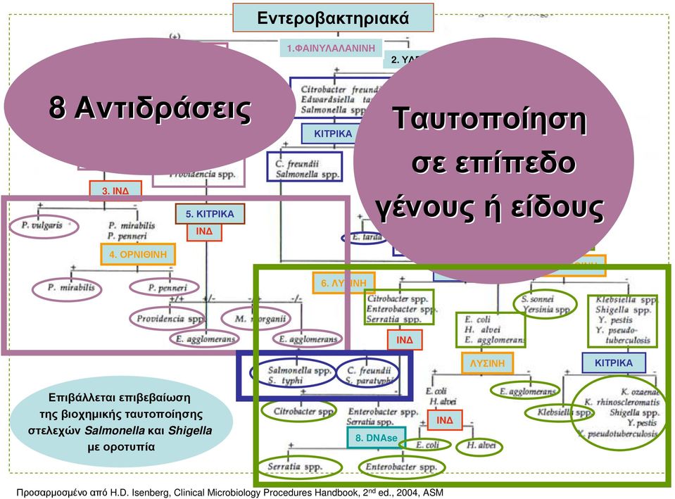 ΛΥΣΙΝΗ ΚΙΤΡΙΚΑ ΟΡΝΙΘΙΝΗ INΔ ΛΥΣΙΝΗ ΚΙΤΡΙΚΑ Επιβάλλεται επιβεβαίωση τηςβιοχημικήςταυτοποίησης στελεχών