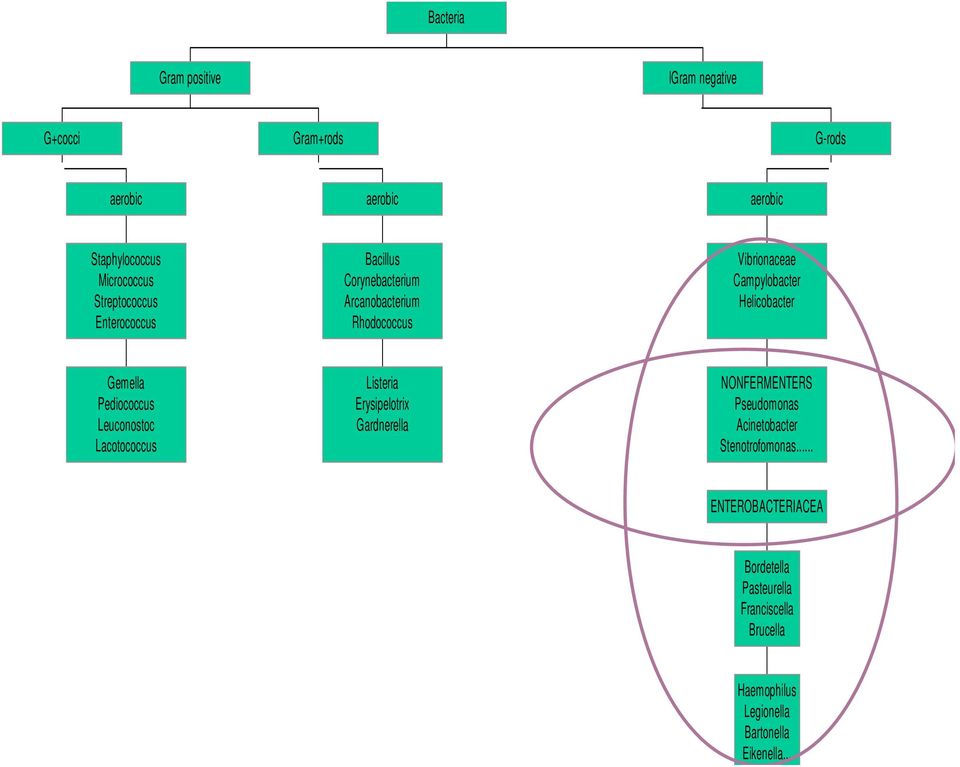 Veillonella Megasphoera anaerobic Neisseria Moraxella Branhamella aerobic G-cocci Haemophilus Legionella Bartonella Eikenella.