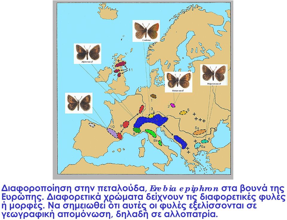 Διαφορετικά χρώματα δείχνουν τις διαφορετικές φυλές ή