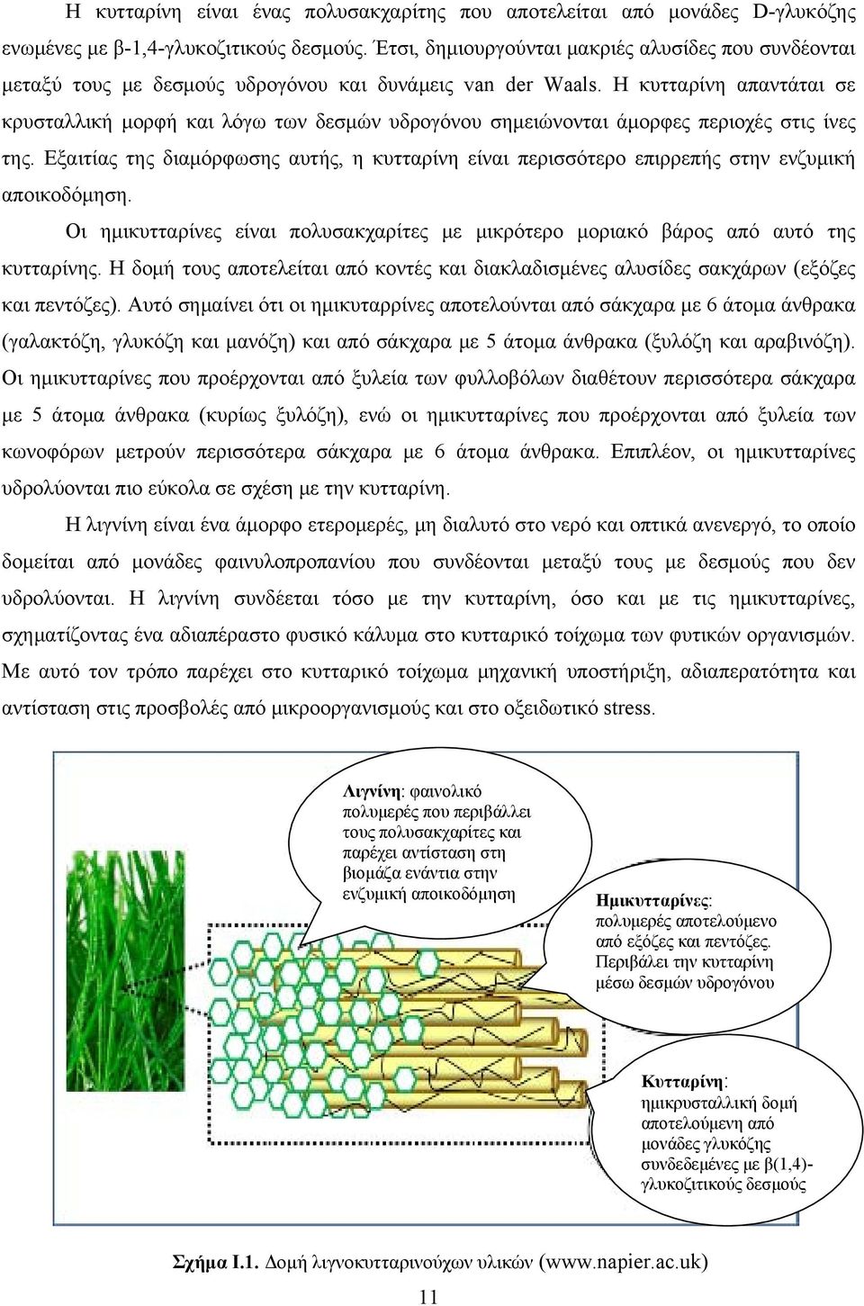 Η κυτταρίνη απαντάται σε κρυσταλλική μορφή και λόγω των δεσμών υδρογόνου σημειώνονται άμορφες περιοχές στις ίνες της.