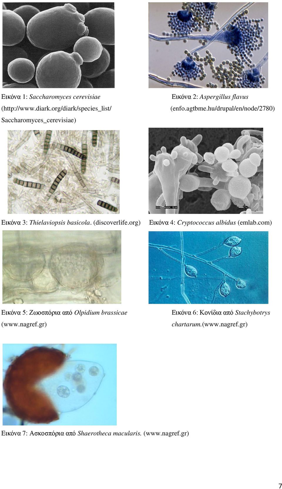 hu/drupal/en/node/2780) Εικόνα 3: Thielaviopsis basicola. (discoverlife.