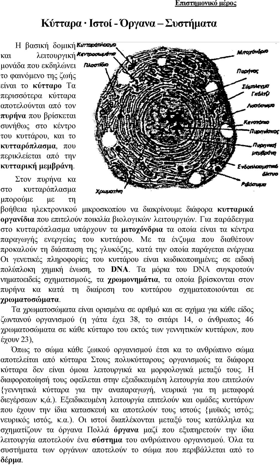 Επιστηµονικό µέρος Κύτταρα Ιστοί - Όργανα Συστήµατα Στον πυρήνα κα στο κυτταρόπλασµα µπορούµε µε τη βοήθεια ηλεκτρονικού µικροσκοπίου να διακρίνουµε διάφορα κυτταρικά οργανίδια που επιτελούν ποικιλία