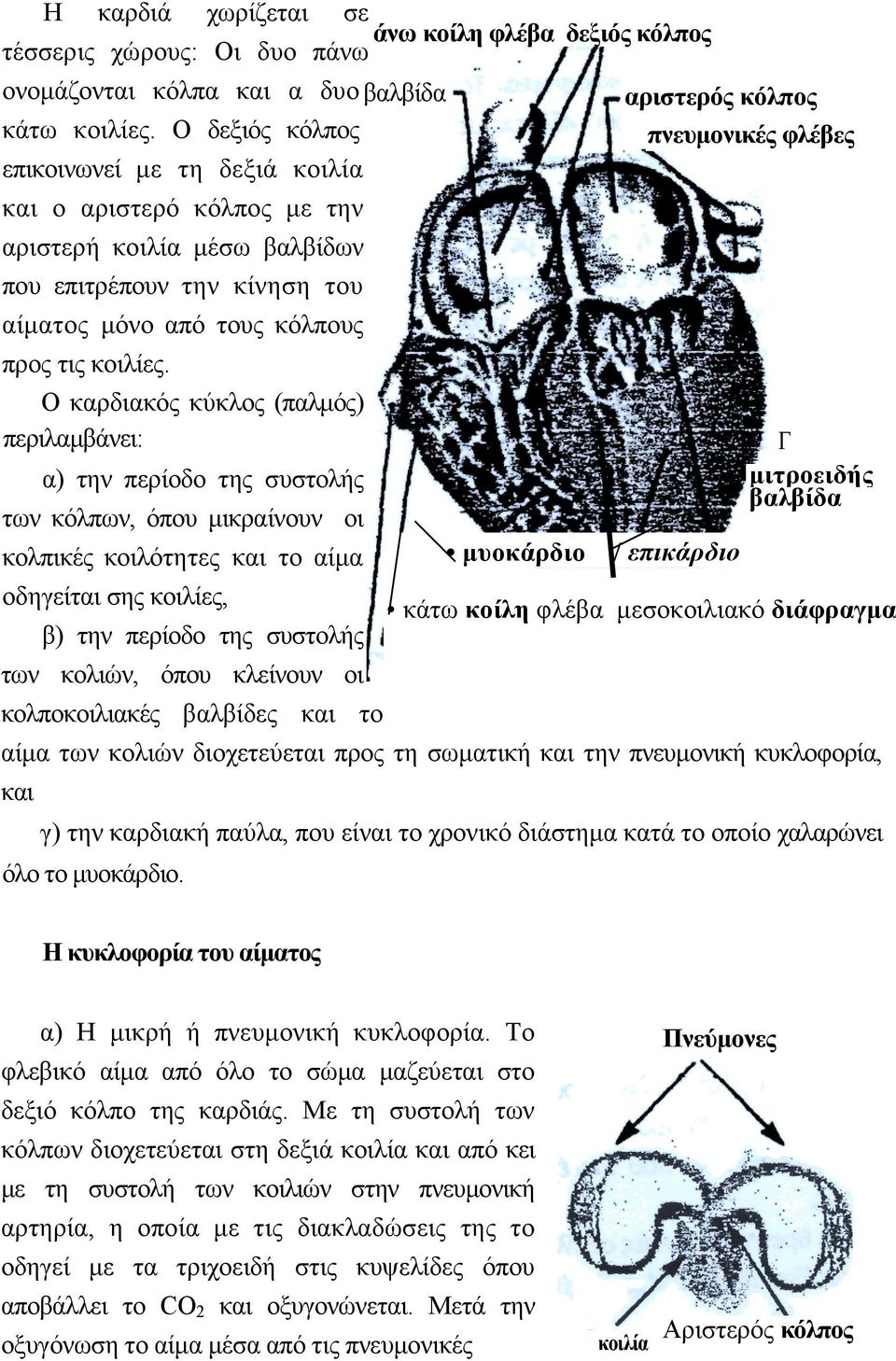 Ο καρδιακός κύκλος (παλµός) περιλαµβάνει: α) την περίοδο της συστολής των κόλπων, όπου µικραίνουν οι κολπικές κοιλότητες και το αίµα οδηγείται σης κοιλίες, β) την περίοδο της συστολής των κολιών,