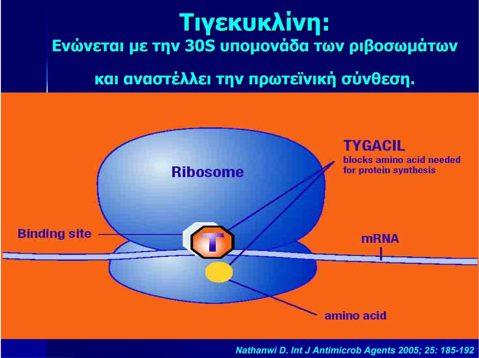 αναστέλλει την πρωτεϊνική σύνθεση.