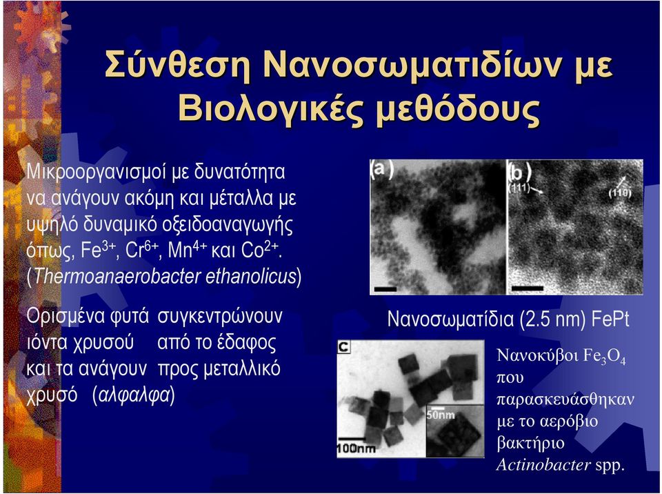 (Thermoanaerobacter ethanolicus) Ορισµένα φυτά συγκεντρώνουν ιόντα χρυσού από το έδαφος και τα ανάγουν