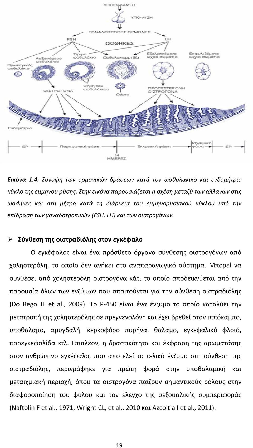 Σύνθεση της οιστραδιόλης στον εγκέφαλο Ο εγκέφαλος είναι ένα πρόσθετο όργανο σύνθεσης οιστρογόνων από χοληστερόλη, το οποίο δεν ανήκει στο αναπαραγωγικό σύστημα.