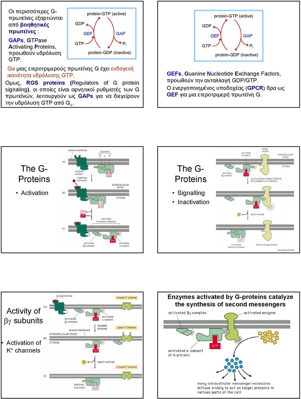 Οµως, RGS proteins (Regulators of G protein signaling), οι οποίες είναι αρνητικοί ρυθµιστές των G πρωτεϊνών, λειτουργούν ως GAPs για να διεγείρουν την υδρόλυση GTP από G α.