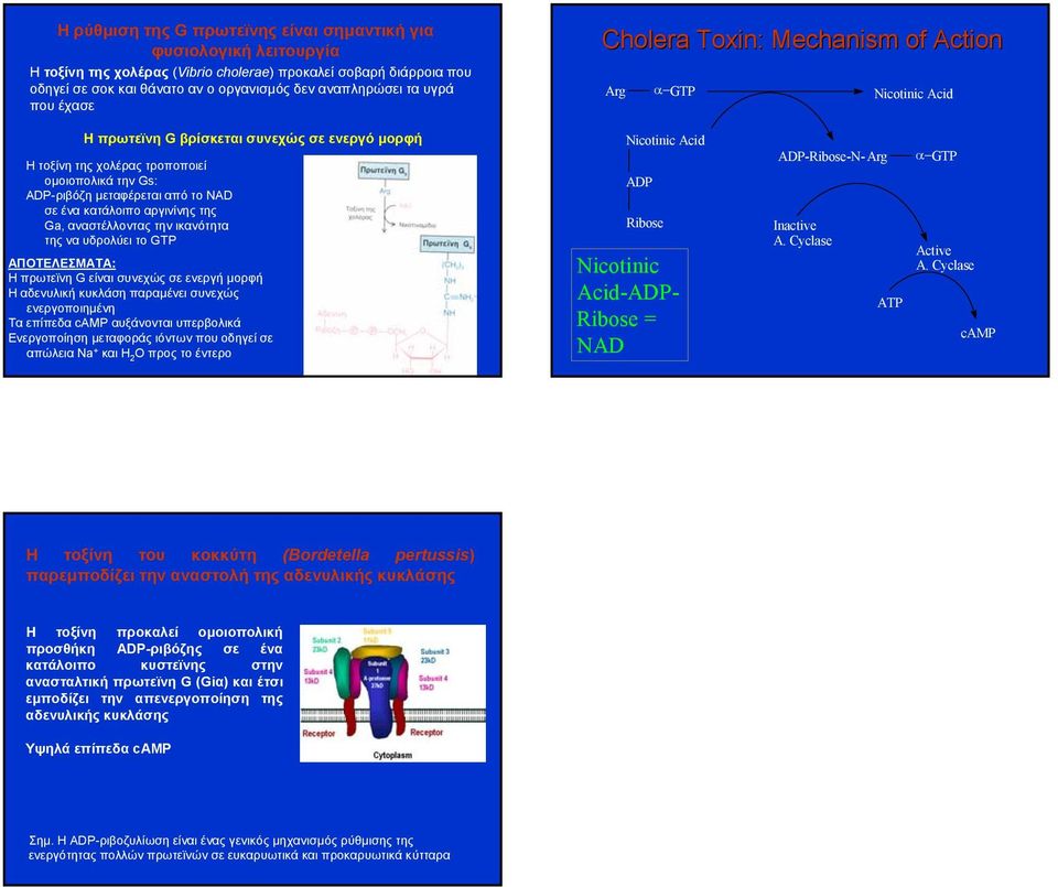 από το NAD σε ένα κατάλοιπο αργινίνης της Ga, αναστέλλοντας την ικανότητα της να υδρολύει το GTP ΑΠΟΤΕΛΕΣΜΑΤΑ: ΗπρωτεϊνηG είναι συνεχώς σε ενεργή µορφή H αδενυλική κυκλάση παραµένει συνεχώς