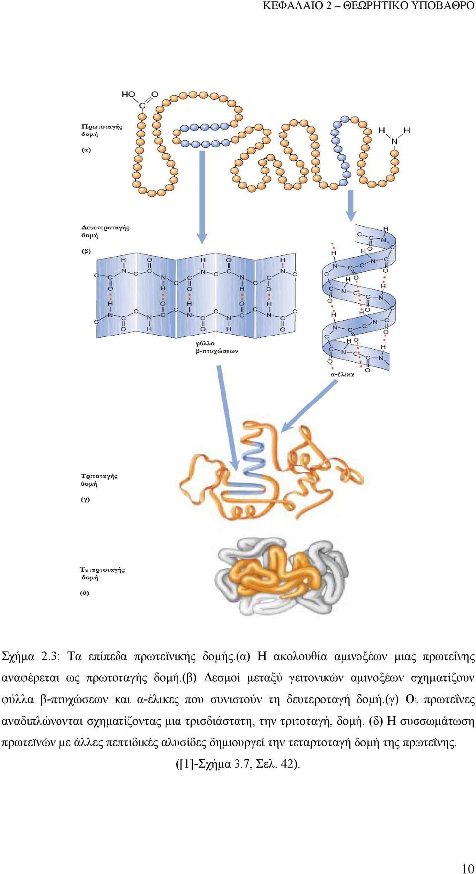 (β) Δεσμοί μεταξύ γειτονικών αμινοξέων σχηματίζουν φύλλα β-πτυχώσεων και α-έλικες που συνιστούν τη δευτεροταγή δομή.
