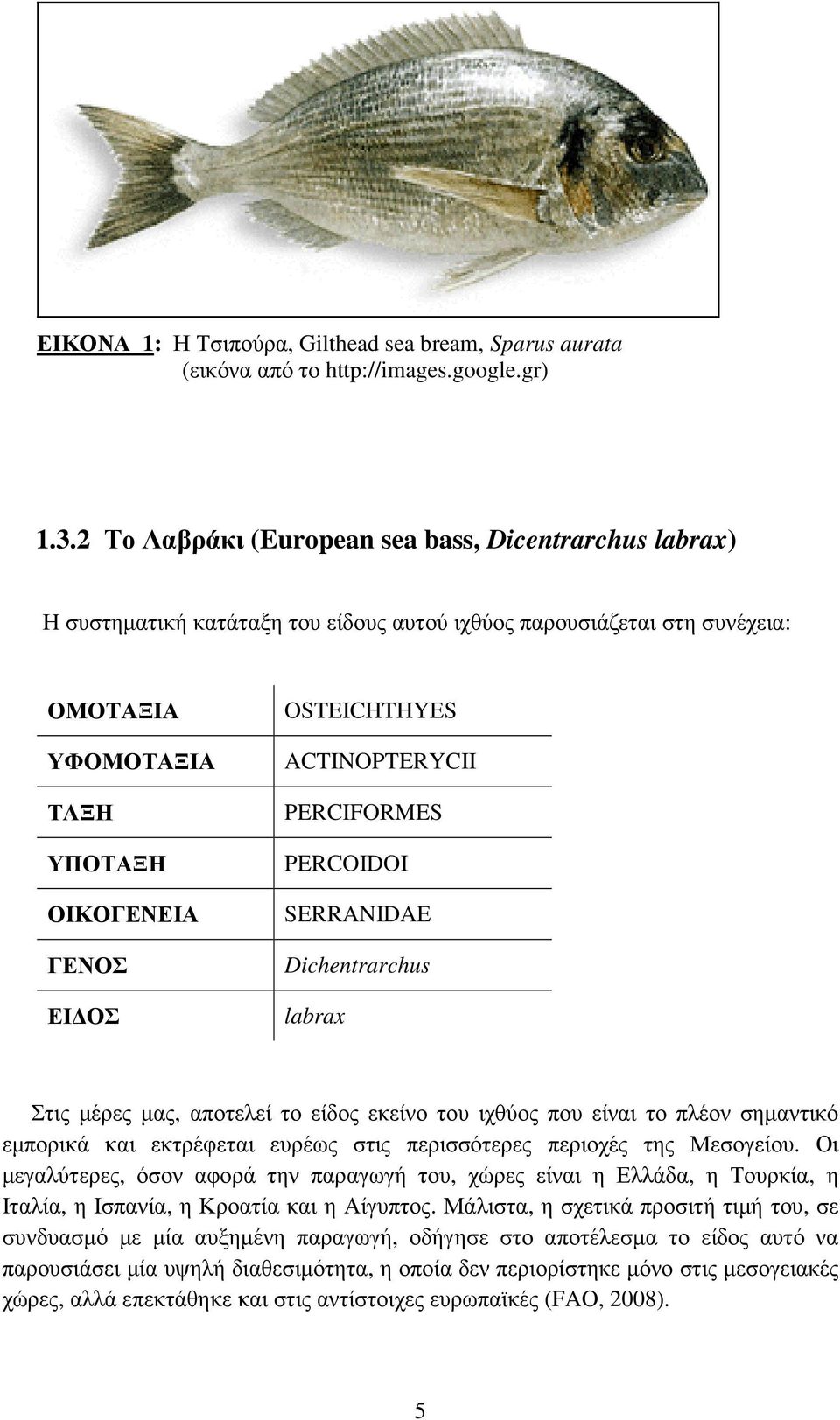 ACTINOPTERYCII PERCIFORMES PERCOIDOI SERRANIDAE Dichentrarchus labrax Στις µέρες µας, αποτελεί το είδος εκείνο του ιχθύος που είναι το πλέον σηµαντικό εµπορικά και εκτρέφεται ευρέως στις περισσότερες