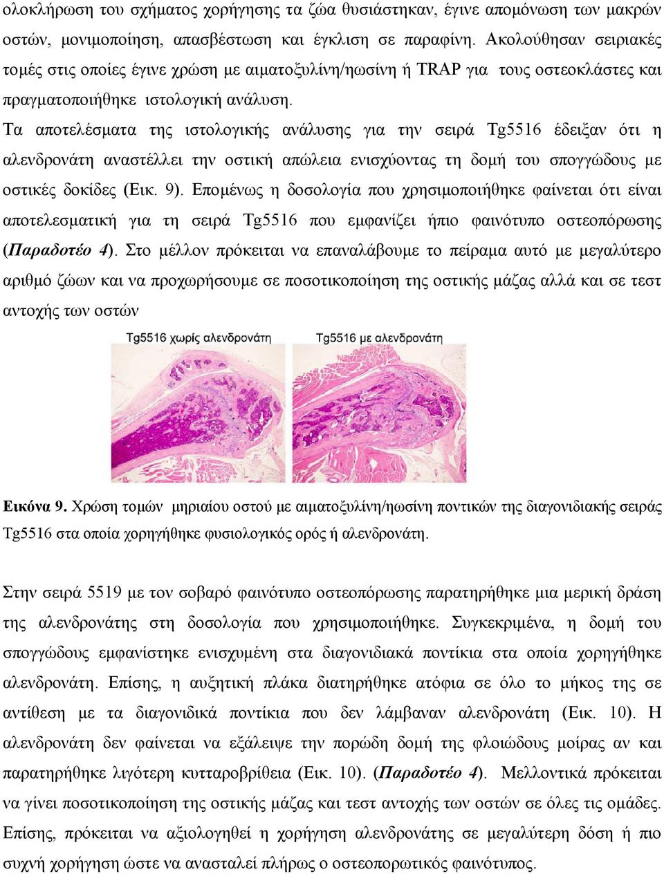 Τα αποτελέσµατα της ιστολογικής ανάλυσης για την σειρά Tg5516 έδειξαν ότι η αλενδρονάτη αναστέλλει την οστική απώλεια ενισχύοντας τη δοµή του σπογγώδους µε οστικές δοκίδες (Εικ. 9).