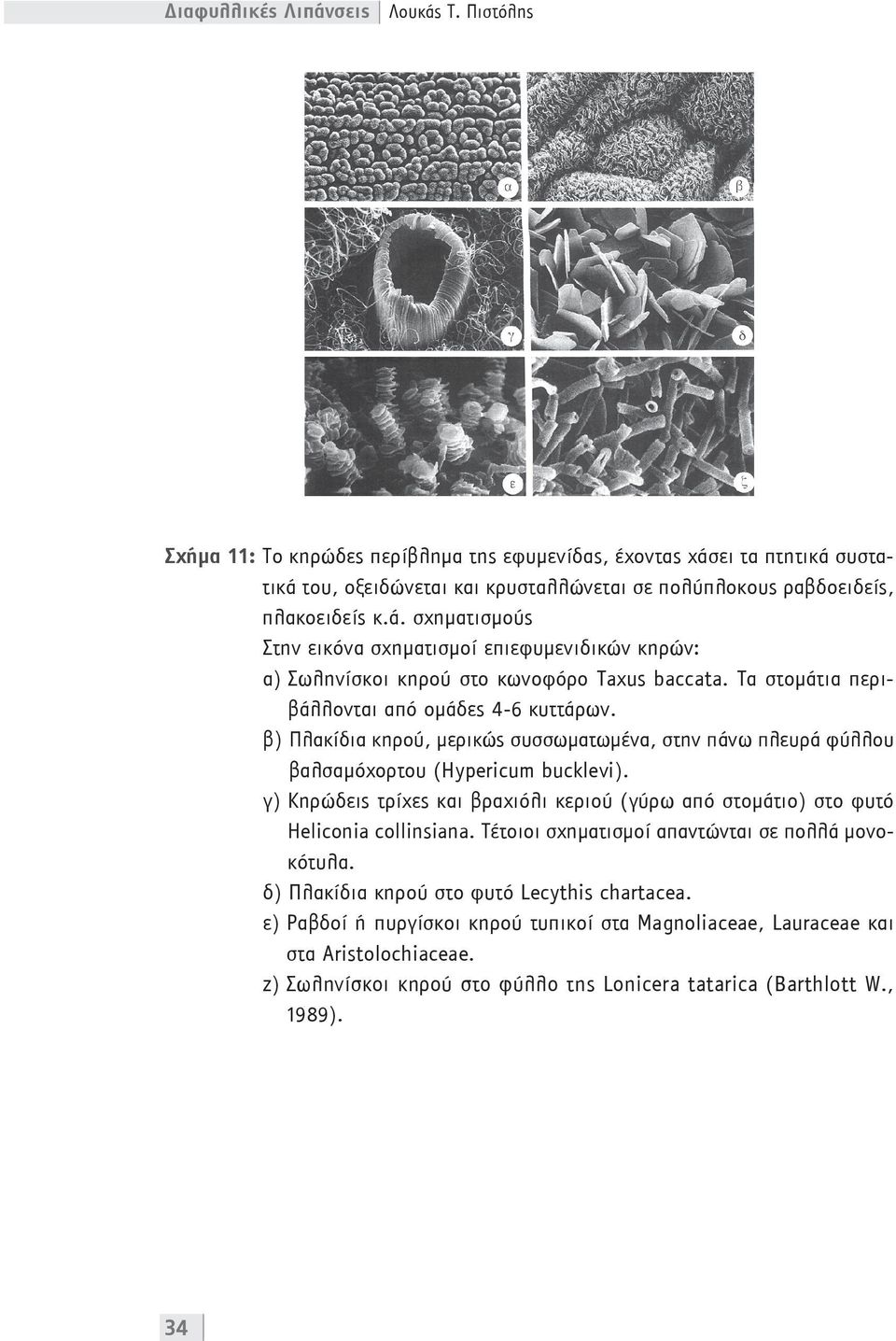 β) Πλακίδια κηρού, μερικώς συσσωματωμένα, στην πάνω πλευρά φύλλου βαλσαμόχορτου (Hypericum bucklevi). γ) Κηρώδεις τρίχες και βραχιόλι κεριού (γύρω από στομάτιο) στο φυτό Heliconia collinsiana.