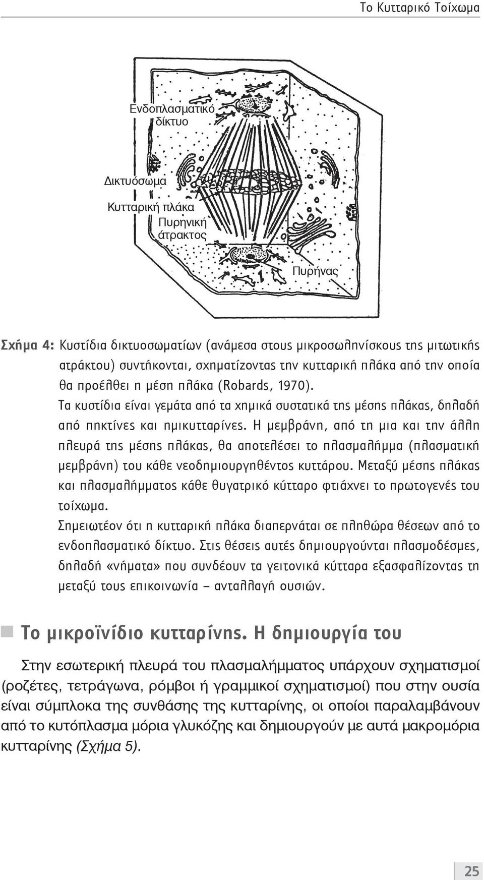 Η μεμβράνη, από τη μια και την άλλη πλευρά της μέσης πλάκας, θα αποτελέσει το πλασμαλήμμα (πλασματική μεμβράνη) του κάθε νεοδημιουργηθέντος κυττάρου.