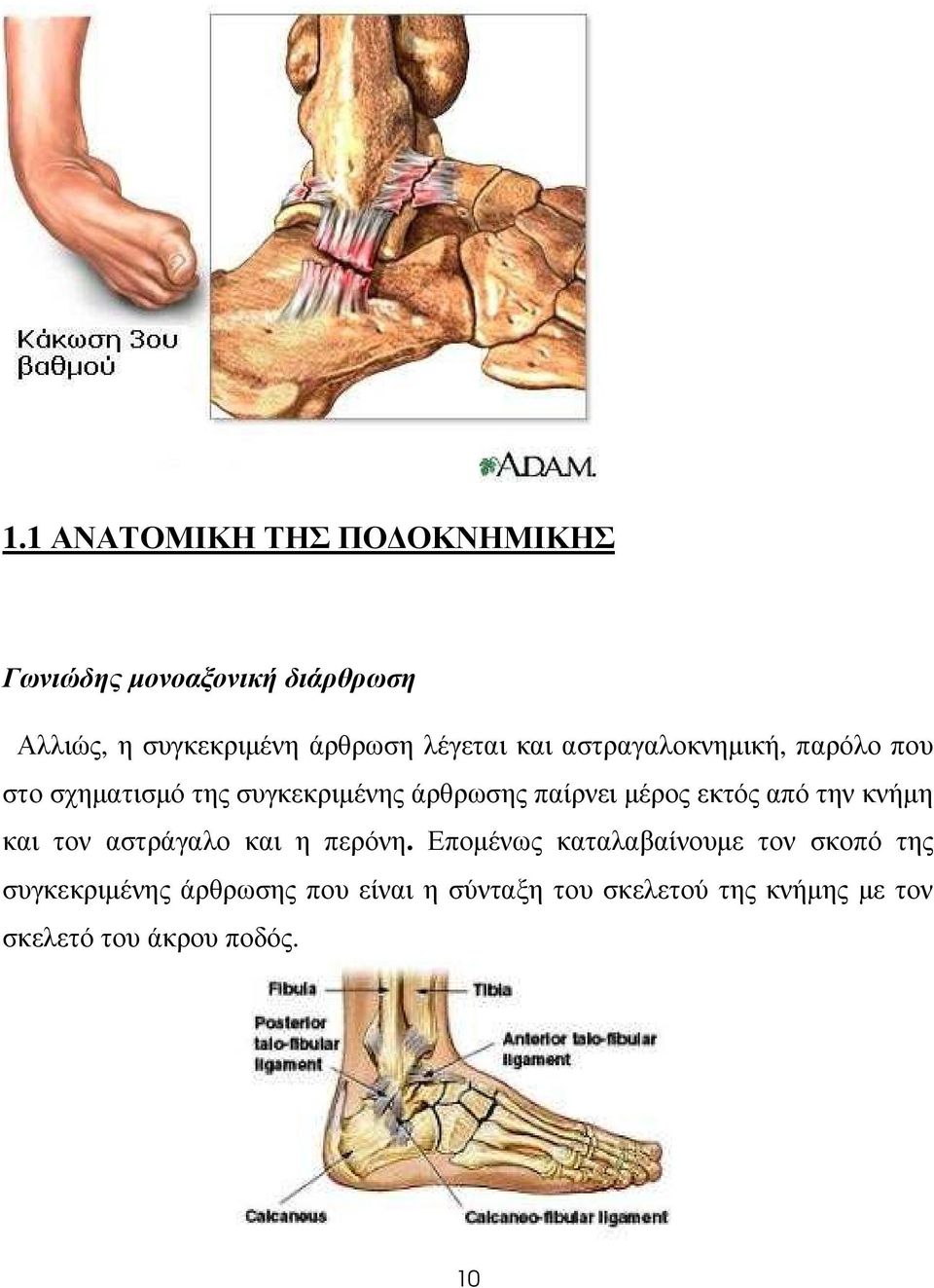 µέρος εκτός από την κνήµη και τον αστράγαλο και η περόνη.