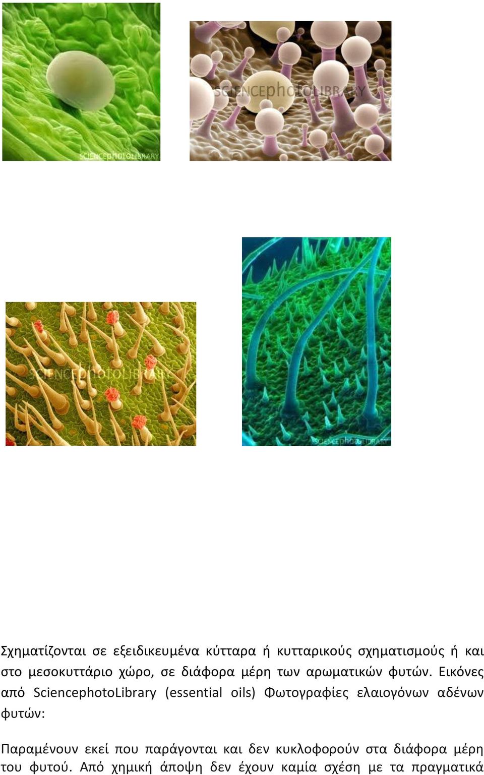 Εικόνες από SciencephotoLibrary (essential oils) Φωτογραφίες ελαιογόνων αδένων φυτών:
