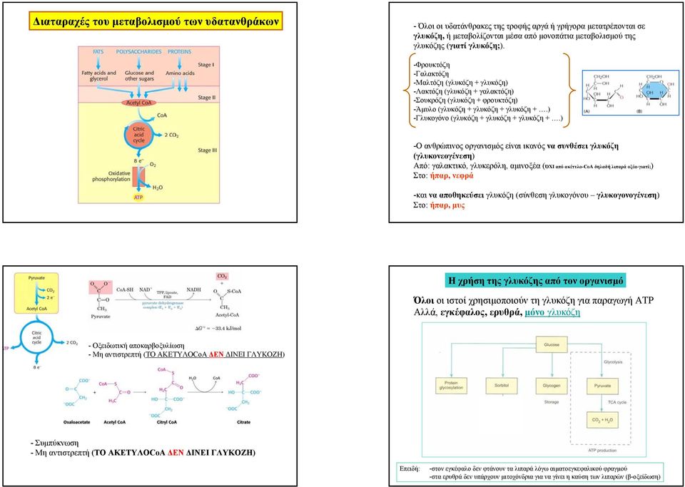 ) -Ο ανθρώπινος οργανισµός είναι ικανός να συνθέσει γλυκόζη (γλυκονεογένεση) Από: γαλακτικό, γλυκερόλη, αµινοξέα (ΌΧΙ από ακέτυλο-coa δηλαδή λιπαρά οξέα-γιατί;) Στο: ήπαρ, νεφρά -και να αποθηκεύσει