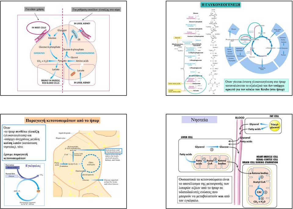 (γλυκονεογένεση) και -υπάρχει συγχρόνως µεγάλη καύση λιπών (κατάσταση νηστείας), τότε έχουµε παραγωγή κετονοσωµάτων Εγκέφαλος Ουσιαστικά τα