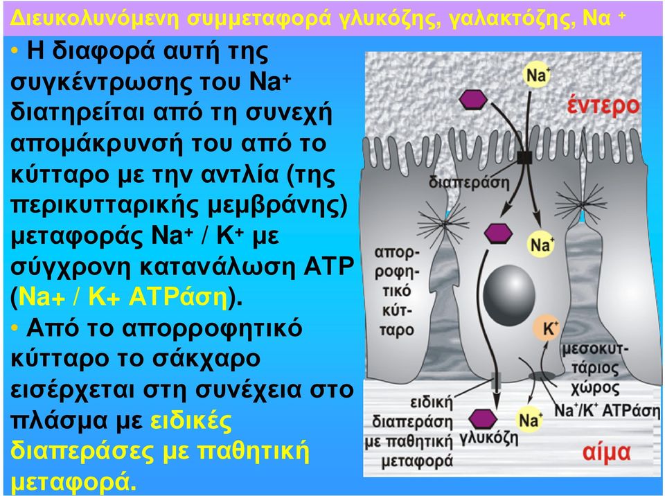 περικυτταρικήςµεµβράνης) µεταφοράς Na + / Κ + µε σύγχρονη κατανάλωση ΑΤΡ (Na+ / Κ+ ΑΤΡάση).