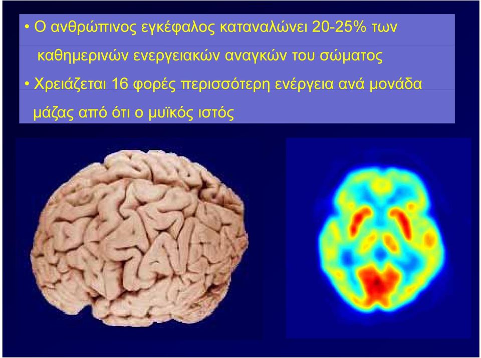 σώματος Χρειάζεται 16 φορές περισσότερη ρη