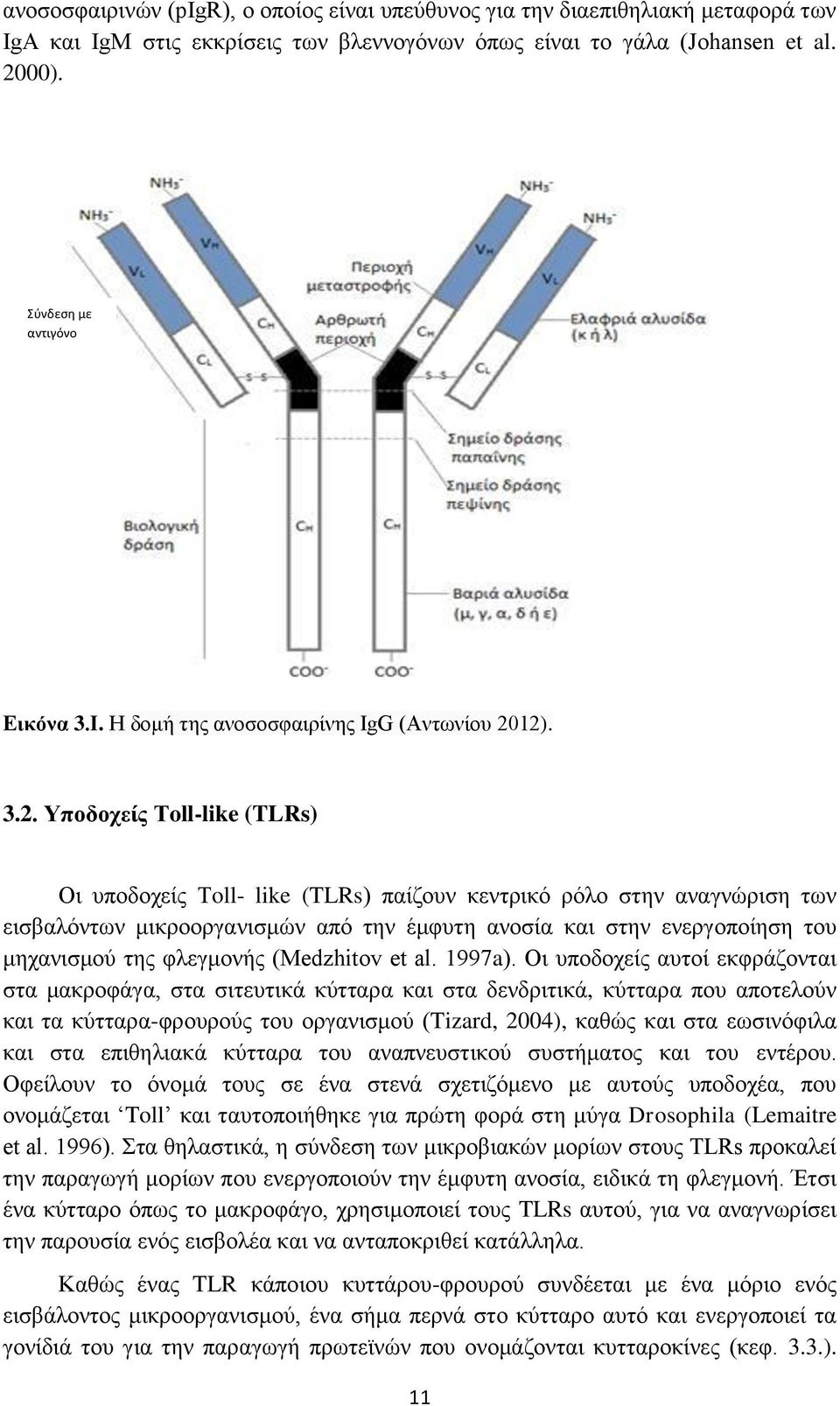 12). 3.2. Υποδοχείς Τoll-like (TLRs) Οι υποδοχείς Τoll- like (TLRs) παίζουν κεντρικό ρόλο στην αναγνώριση των εισβαλόντων μικροοργανισμών από την έμφυτη ανοσία και στην ενεργοποίηση του μηχανισμού