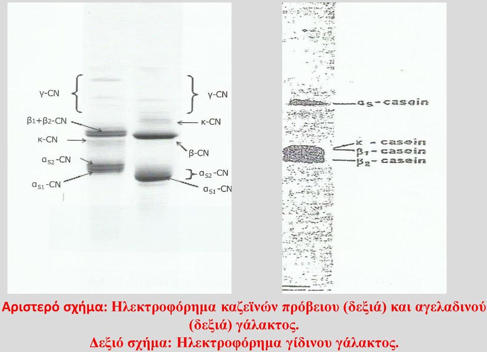 αγελαδινού (δεξιά) γάλακτος.