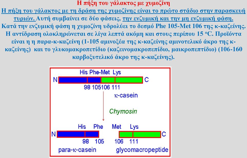 Κατά την ενζυμική φάση η χυμοζίνη υδρολύει το δεσμό Phe 105-Met 106 της κ-καζείνης.