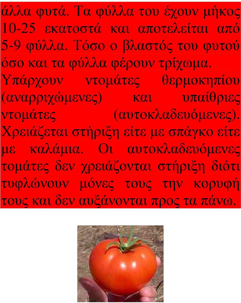 Υπάρχουν ντομάτες θερμοκηπίου (αναρριχώμενες) και υπαίθριες ντομάτες (αυτοκλαδευόμενες).