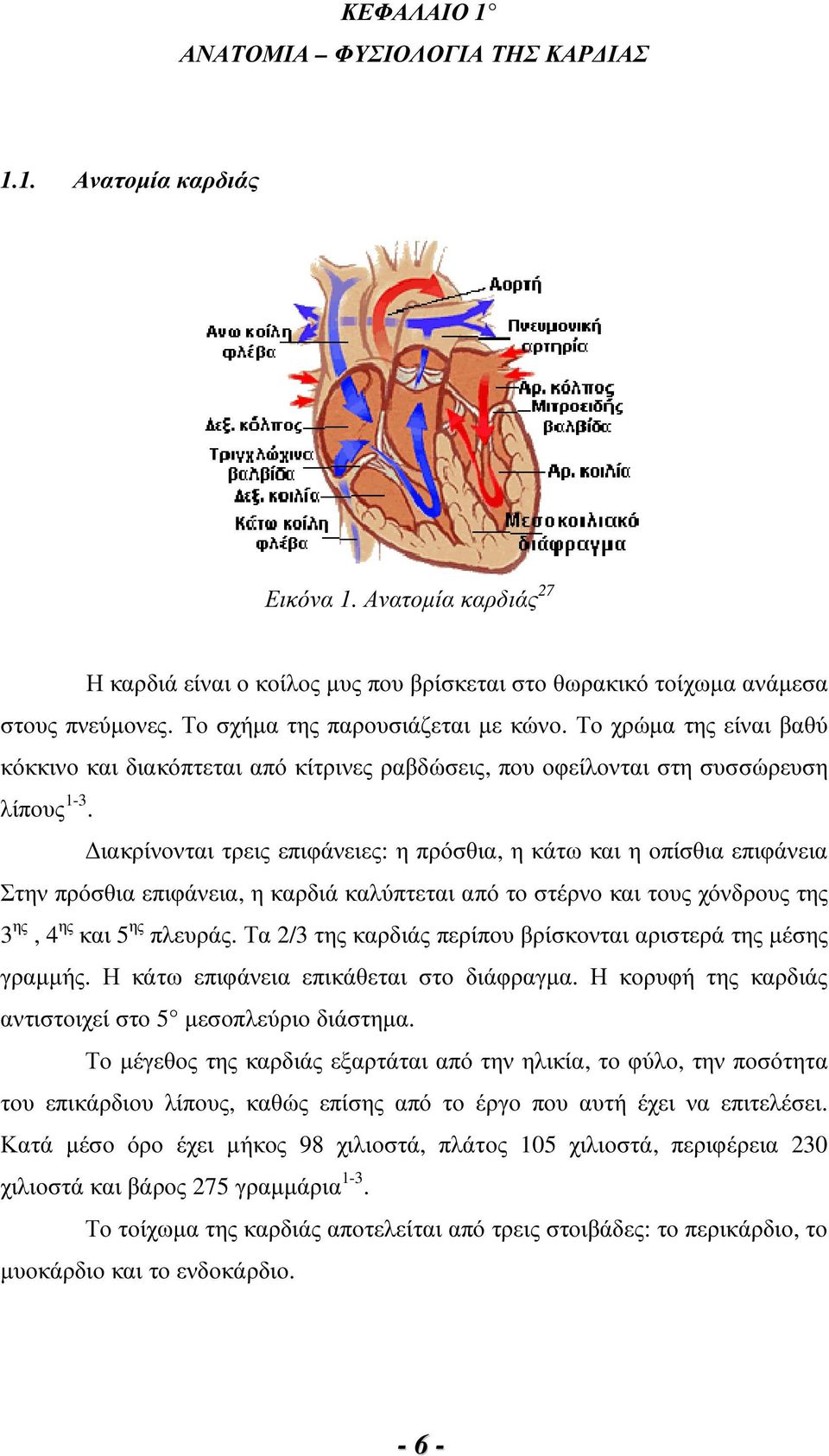 ιακρίνονται τρεις επιφάνειες: η πρόσθια, η κάτω και η οπίσθια επιφάνεια Στην πρόσθια επιφάνεια, η καρδιά καλύπτεται από το στέρνο και τους χόνδρους της 3 ης, 4 ης και 5 ης πλευράς.