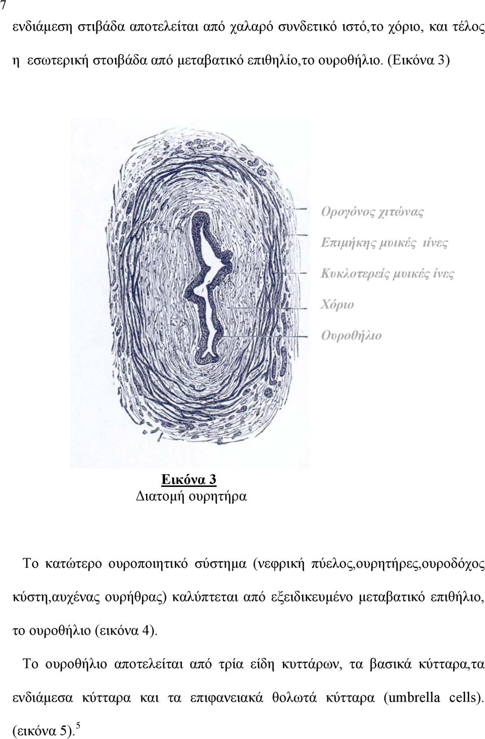 σύστημα (νεφρική πύελος,ουρητήρες,ουροδόχος κύστη,αυχένας ουρήθρας) καλύπτεται από εξειδικευμένο μεταβατικό επιθήλιο, το ουροθήλιο (εικόνα 4).