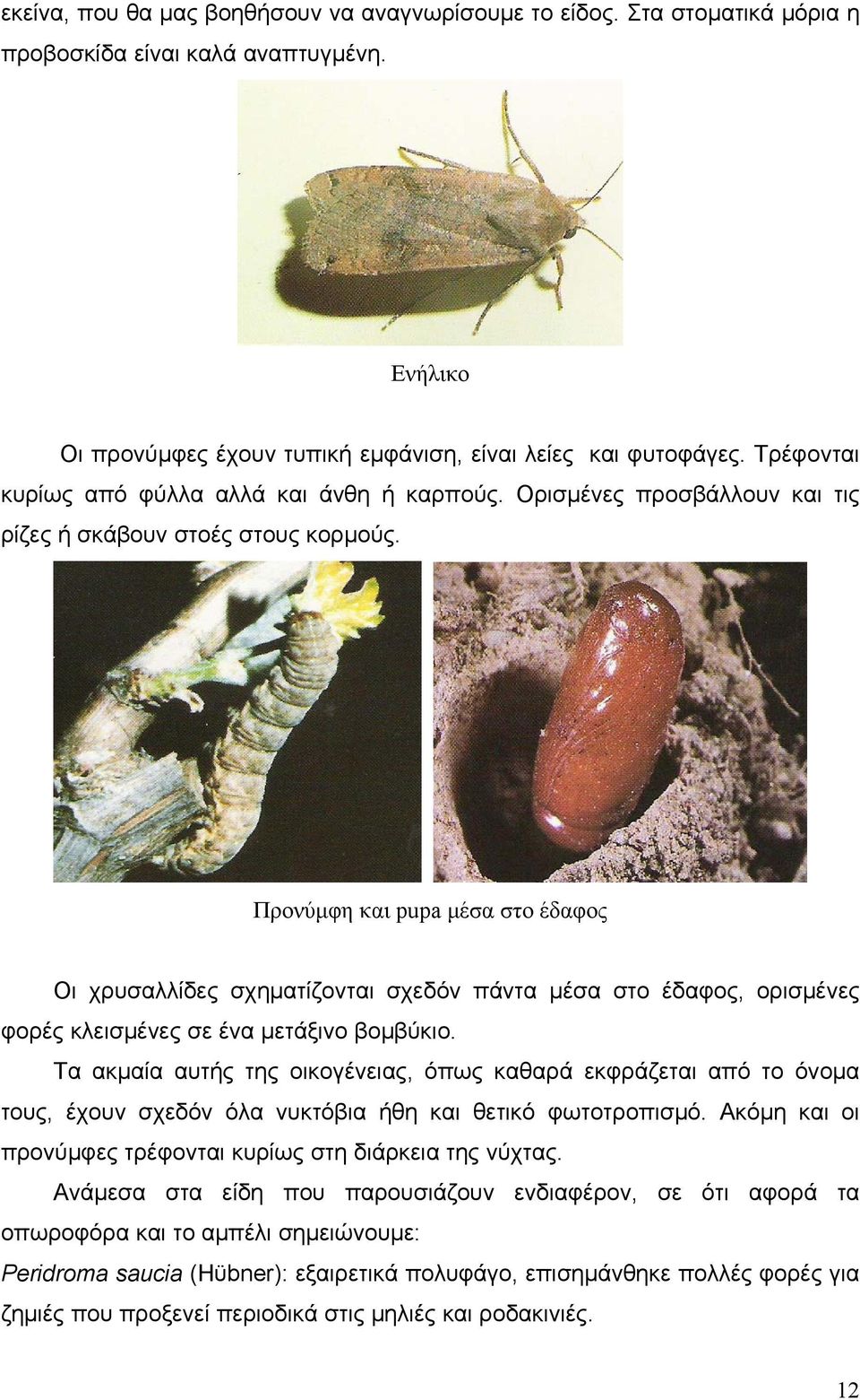 Προνύμφη και pupa μέσα στο έδαφος Οι χρυσαλλίδες σχηματίζονται σχεδόν πάντα μέσα στο έδαφος, ορισμένες φορές κλεισμένες σε ένα μετάξινο βομβύκιο.