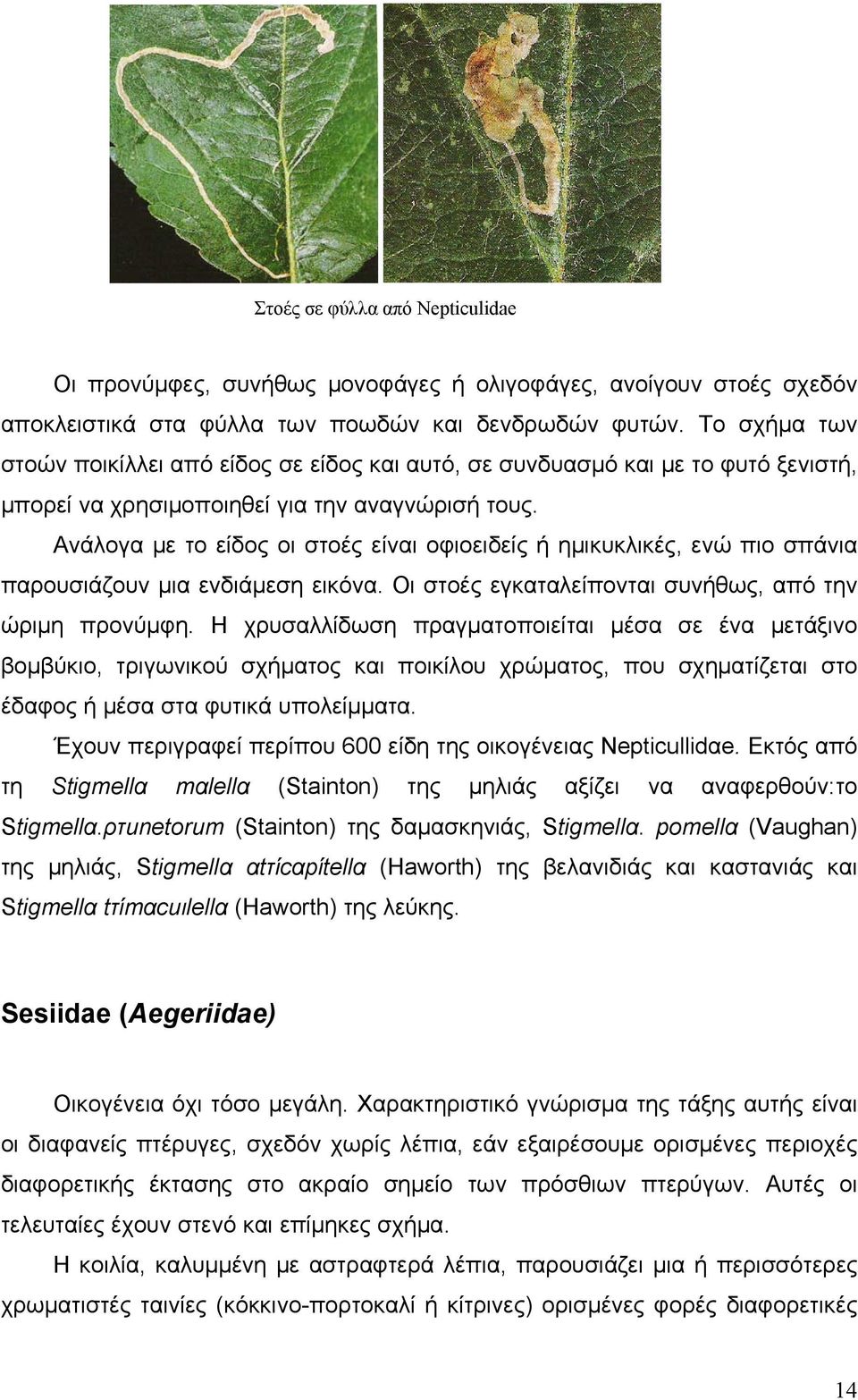 Ανάλογα με το είδος οι στοές είναι οφιοειδείς ή ημικυκλικές, ενώ πιο σπάνια παρουσιάζουν μια ενδιάμεση εικόνα. Οι στοές εγκαταλείπονται συνήθως, από την ώριμη προνύμφη.