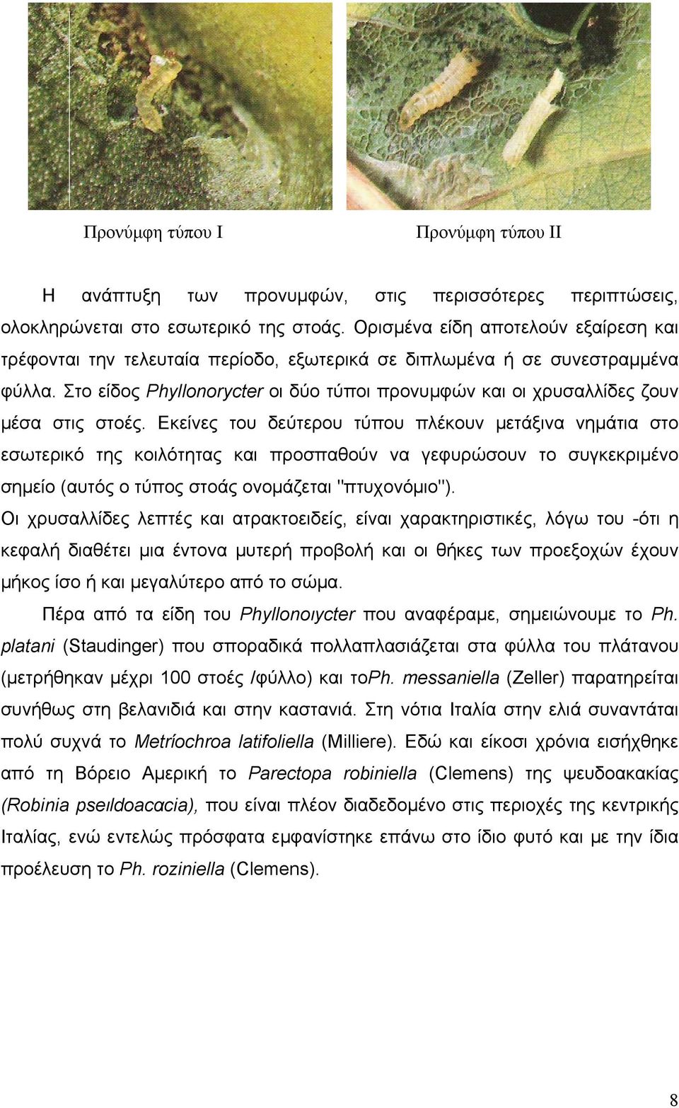 Στο είδος Phyllonorycter οι δύο τύποι προνυμφών και οι χρυσαλλίδες ζουν μέσα στις στοές.