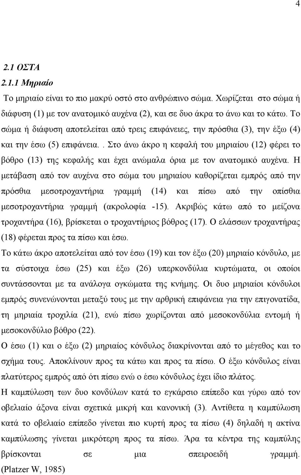 . Στο άνω άκρο η κεφαλή του µηριαίου (12) φέρει το βόθρο (13) της κεφαλής και έχει ανώµαλα όρια µε τον ανατοµικό αυχένα.