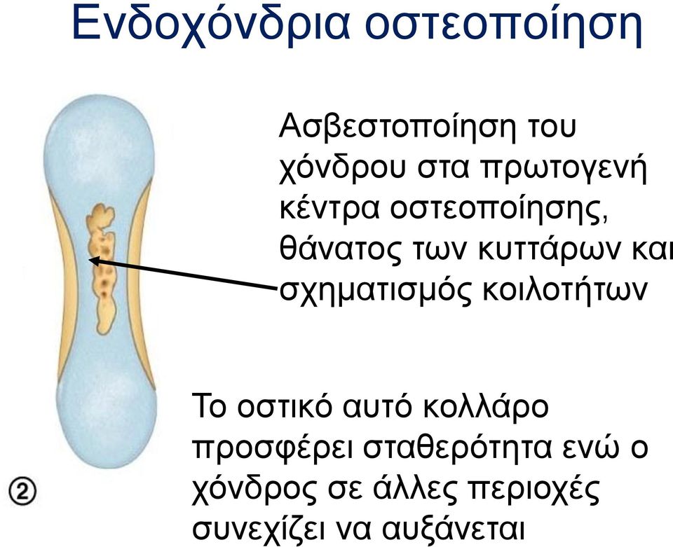 σχηματισμός κοιλοτήτων Το οστικό αυτό κολλάρο προσφέρει