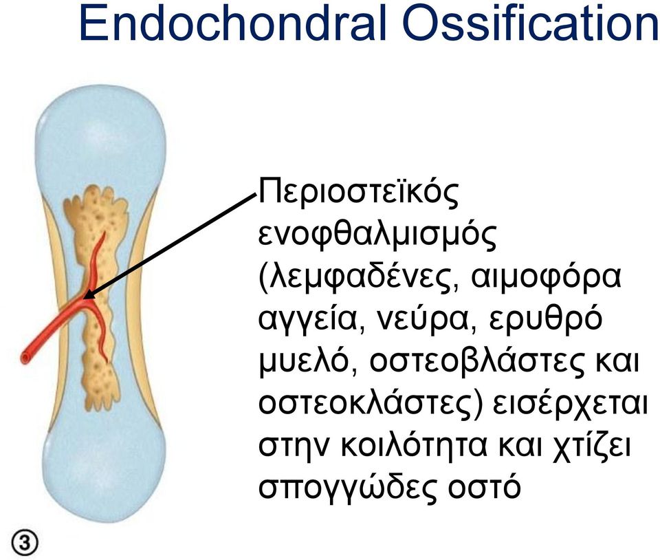νεύρα, ερυθρό μυελό, οστεοβλάστες και