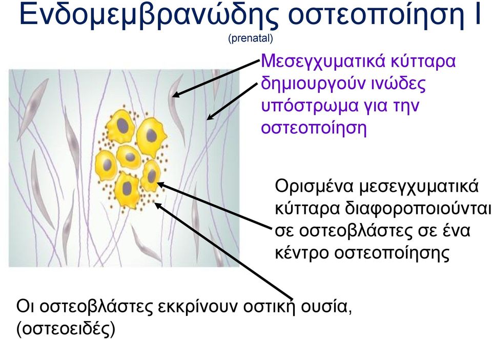 μεσεγχυματικά κύτταρα διαφοροποιούνται σε οστεοβλάστες σε ένα