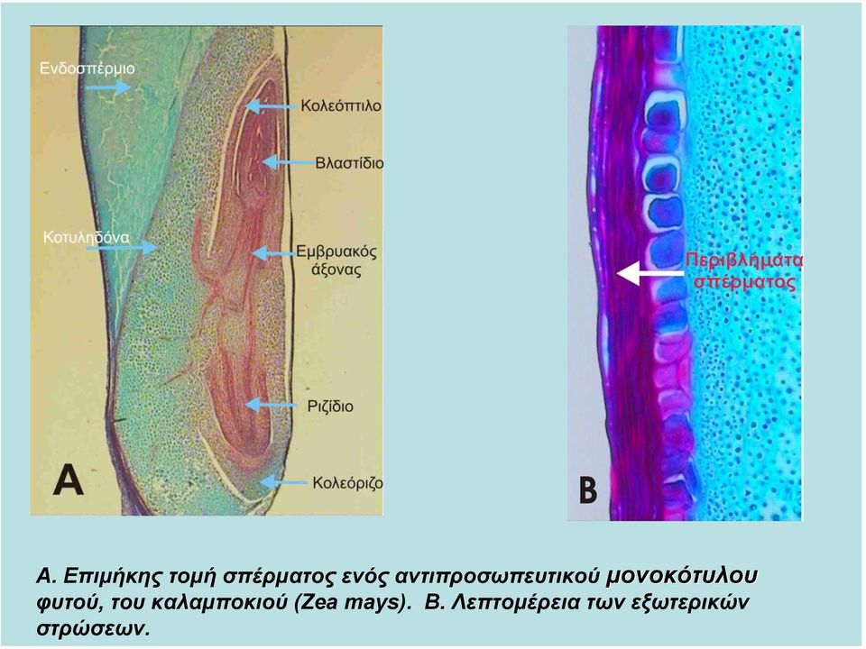 φυτού, του καλαµποκιού (Zea mays).