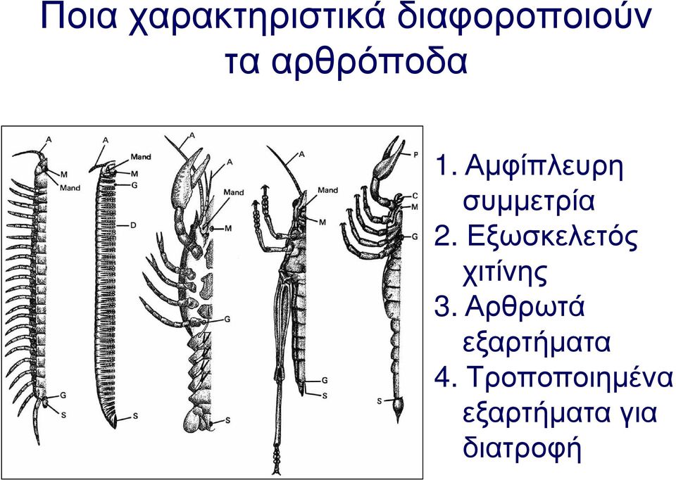 Εξωσκελετός χιτίνης 3.